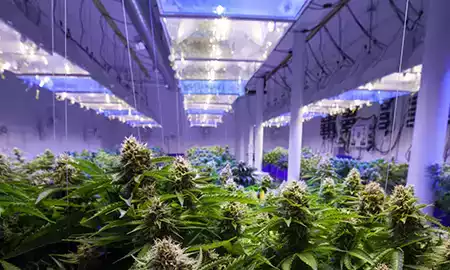 Agricultural Curtains